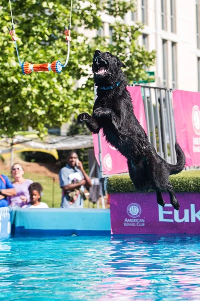 Hund springt beim Versuch, Schwebespielzeug über Pool zu holen — Stockfoto