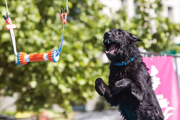 Perro abre boca y se extiende en el aire para agarrar objeto — Foto de Stock