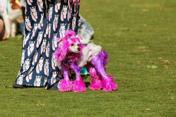 Pudel trägt Diadem und hat lila Fell bei Hundefest — Stockfoto