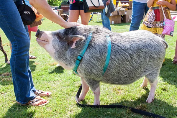 Mujer Mascotas Cerdo amigable con correa en el festival Imagen de archivo