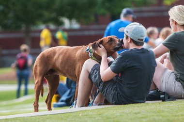 Köpek yalıyor genç çocuğun yüzünü köpek Festivali 