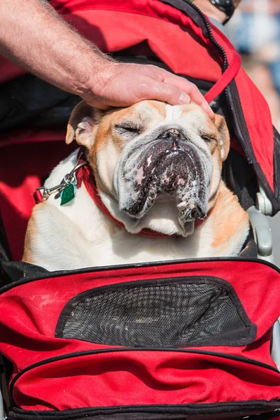 Male Hand Pets English Bulldog On Top Of Head — Stock Photo, Image