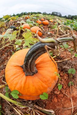 Kabak asma Georgia Pumpkin Patch içinde büyümek