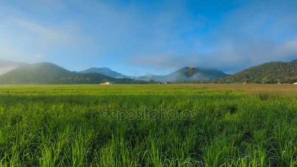 Time Lapse granja de arroz y niebla flotando sobre de Chiang mai, Tailandia (alejar el zoom ) — Vídeo de stock