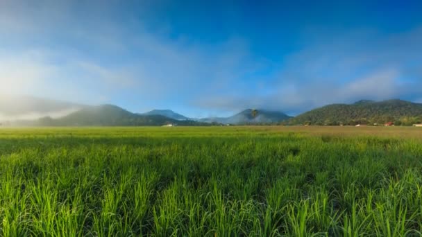 Time Lapse Rice Farm And Mist Floating Over Of Chiang mai, Thailandia (inclinazione verso il basso ) — Video Stock