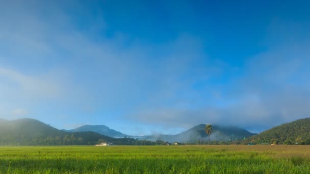 Time Lapse granja de arroz y niebla flotando sobre de Chiang mai, Tailandia — Vídeos de Stock