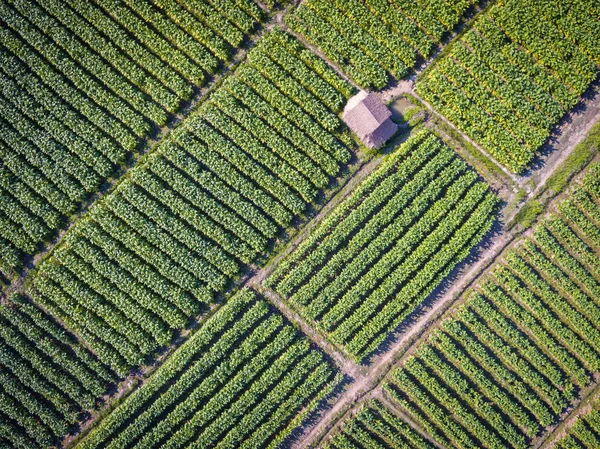 Tabacco Terreno agricolo Alta vista aerea Immagine Stock