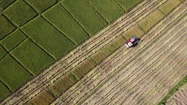 Combine Harvester Working Farmland Aerial Shot — Stock Video