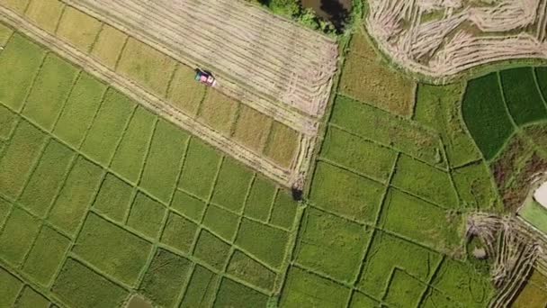 Kombinálja Betakarító Dolgozik Mezőgazdasági Földterület Légi Felvétel — Stock videók