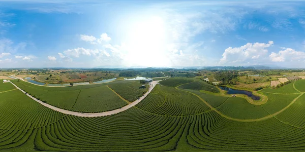 360 Vista Aerea Sopra Verde Tea Farmland Della Thailandia Piena — Foto Stock