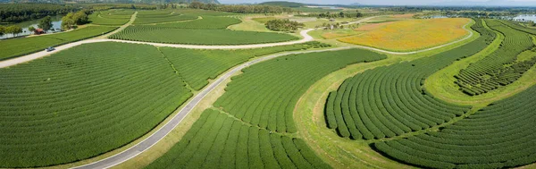 Vista Aérea Acima Fazenda Chá Verde — Fotografia de Stock
