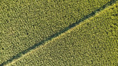Güzel Field Rice Çiftliği Dokuları