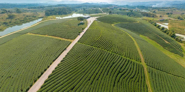 Green Tea Farmland Vista Aerea — Foto Stock