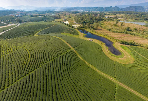 Vista Aérea Lavoura Chá Verde — Fotografia de Stock