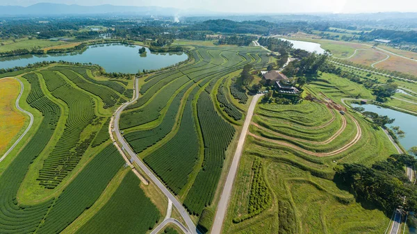 Green Tea Farmland Vista Aerea — Foto Stock