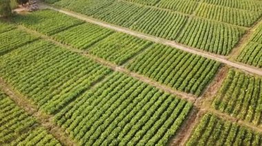 Tütün Çiftliği Havadan Görüntü Görüntüsü (pan shot))