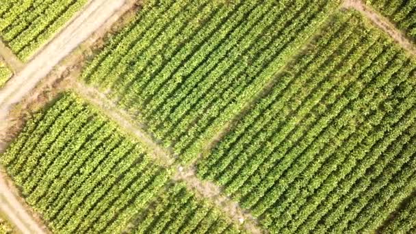 Tobacco Farm Aerial View Shot — Stock Video