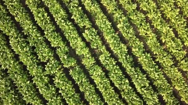 Tobacco Farm Aerial View Shot Zoom — Video