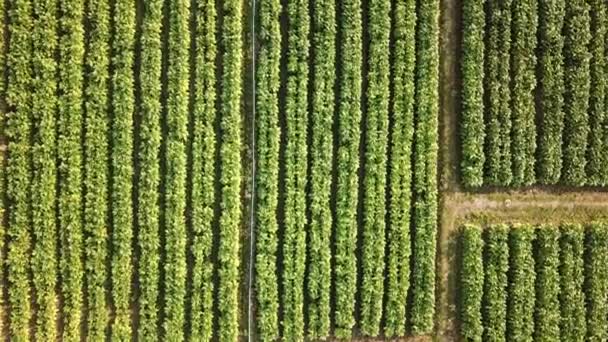 Vue Aérienne Ferme Tabac — Video