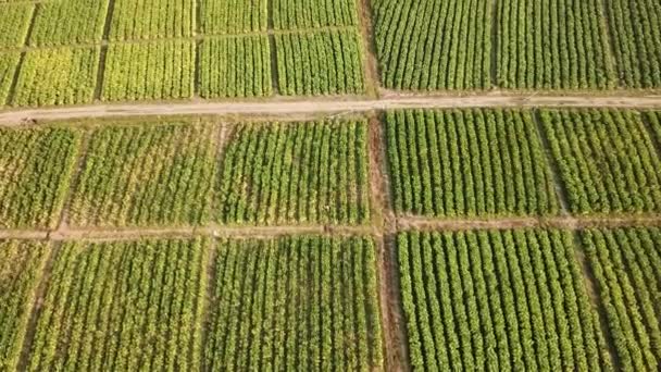 Tabák Farm Aerial View Shot — Stock video