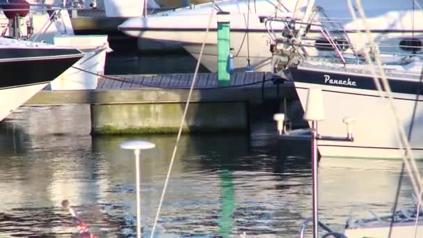 A static shot of Yachts in the Harbour — Stock Video