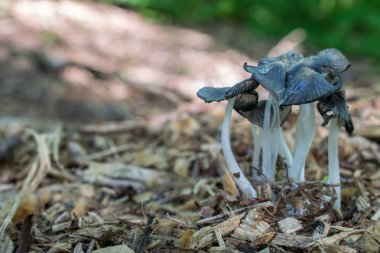 Birden fazla deniz mavisi mantarlar makro görüntü