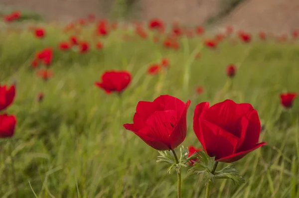 Yeşil üzerinde kırmızı anemon closeup