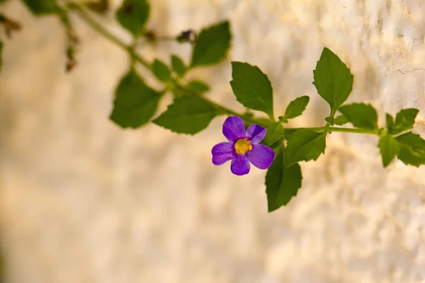 bej arka planda güzel mor çiçek