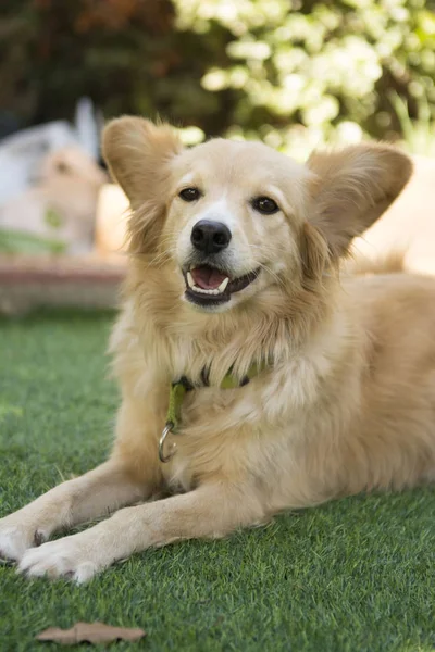 çim üzerinde sınır collie mix köpek