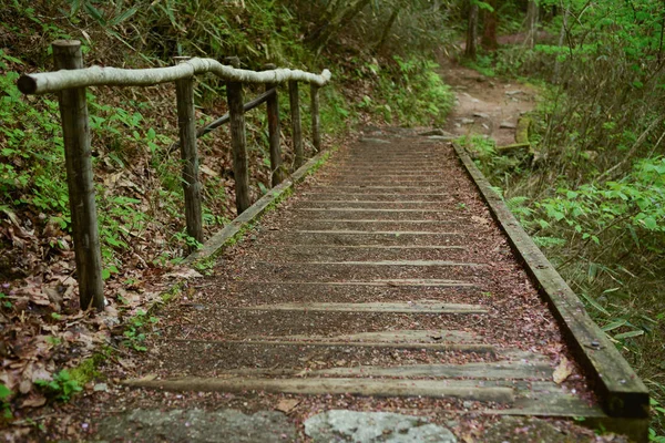 Ormanda tahta basamaklar