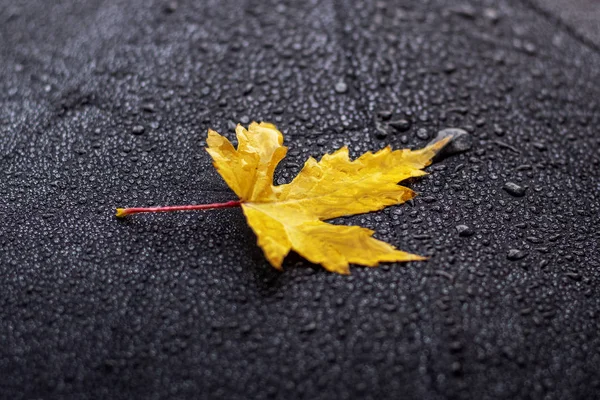 Żółty Jesienny Liść Klonu Czarny Mokry Parasol Zamknij Drzwi Krople — Zdjęcie stockowe