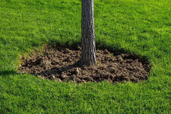Yeşil çimenli bir çimenlikte ağaç yetişiyor. Bagajın etrafında bir kazı alanı var. Sulama alanı.