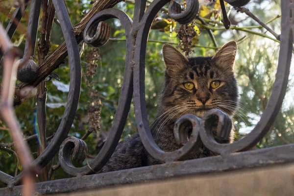 Бытовая Кошка Смотрит Через Металлический Забор Саду — стоковое фото