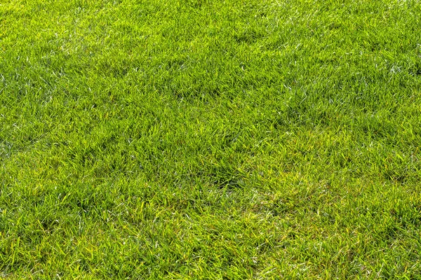Natural Lawn Background Green Grass Stock Image