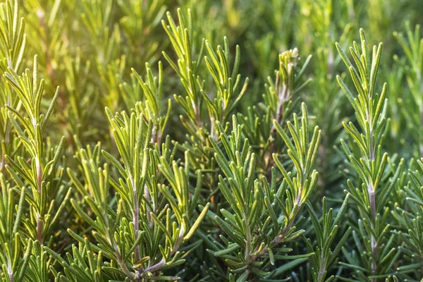 Ramuan Rosemary Segar Tumbuh Luar Ruangan Rosemary Semak Menutup Cahaya — Stok Foto