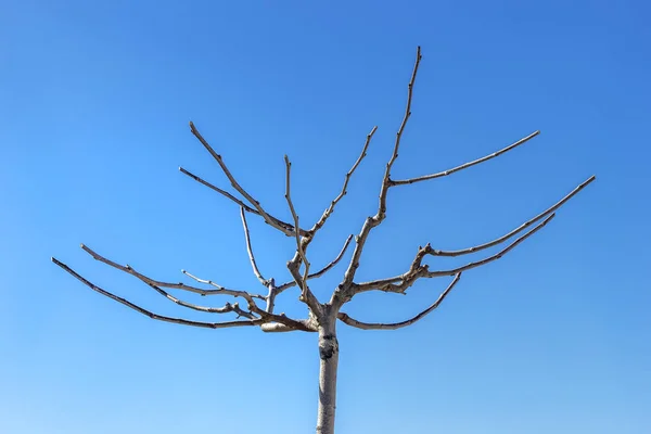 Small Tree Pruned Branches New Young Buds Blue Sky Background — 스톡 사진