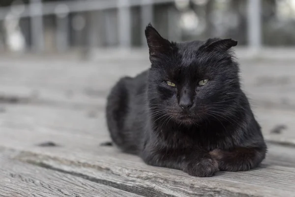 Black Street Cat Lies Wooden Surface — 스톡 사진