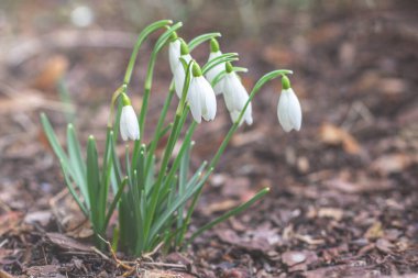 Kar damlaları. Galanthus. Ormanda bahar çiçekleri.