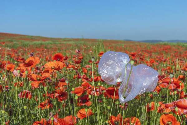 Plastic bag on a beautiful poppy field. Concept of pollution of the environment. Say no to plastic and save the Earth.