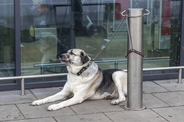 Trauriger Hund Leine Metallstange Eingang Zum Supermarkt Gefesselt — Stockfoto