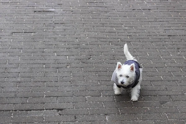 Weißer Hund Der Leine Winterkleidung Läuft Auf Dem Gehweg — Stockfoto