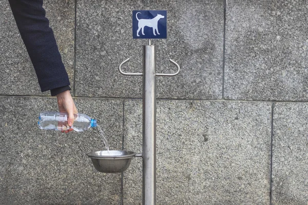 一个人把瓶子里的水倒入一个碗里 为流浪狗提供食物和饮料 手拿开 — 图库照片