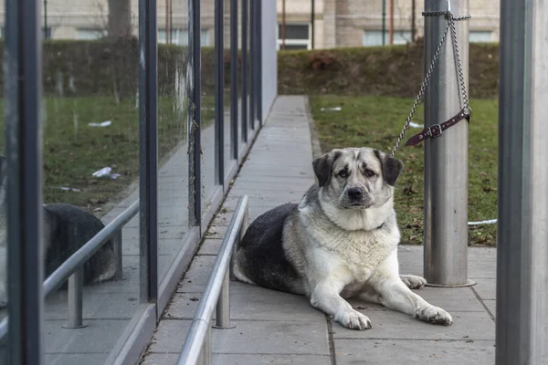 Üzgün köpek tasmasıyla süpermarketin girişindeki metal bir direğe bağlanmış..