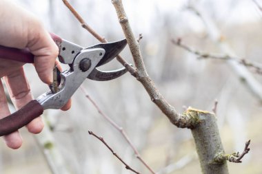 Meyve ağacının budanan dalları. Bahar bahçesi işi..