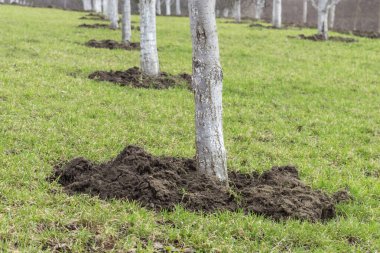 Baharda genç bir meyve bahçesi. Bagajın etrafında bir kazı alanı var. Sulama alanı.