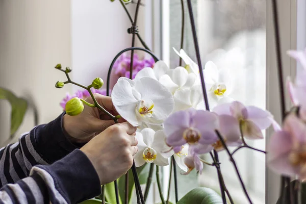 Pencere pervazında el ve orkide çiçekleri var. Yaklaş. Ev bitkileri bakım konsepti.