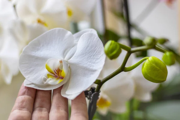 Yeşil Tomurcuklu Orkide Bitkisi Pencere Pervazında Çiçek Açan Beyaz Çiçek — Stok fotoğraf