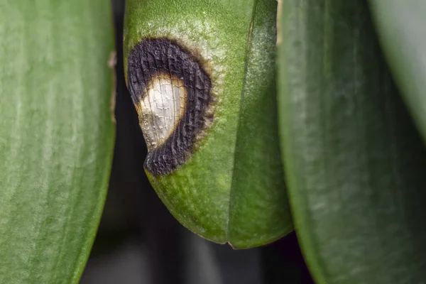 Hasarlı orkide yaprağı kapat. Ev bitkileri hastalığı konsepti.