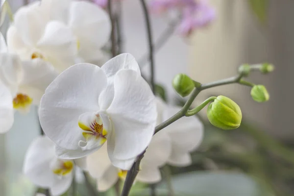Yeşil Tomurcuklu Orkide Bitkisi Pencere Pervazında Çiçek Açan Beyaz Çiçek — Stok fotoğraf