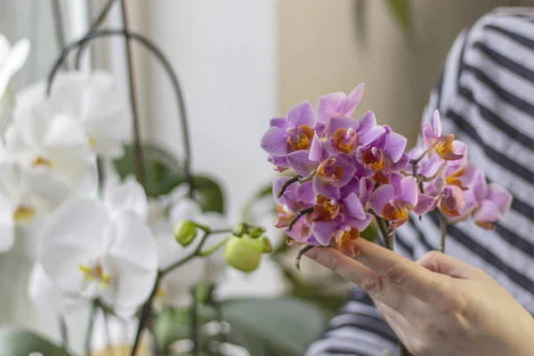 Närbild Foto Hand Som Håller Kvist Orkidé Med Små Lila — Stockfoto